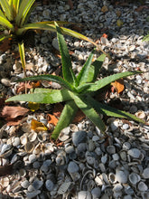 Live Aloe Vera Plant 22" Ø - ships free