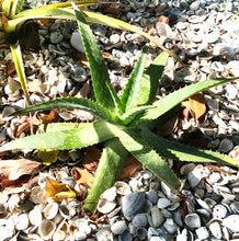 Live Aloe Vera Plant 22" Ø - ships free
