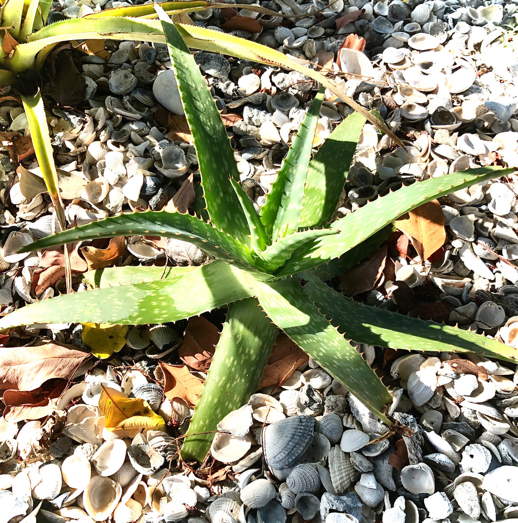 Live Aloe Vera Plant 22
