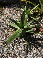 Live Aloe Vera Plant 22" Ø - ships free