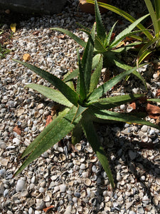 Live Aloe Vera Plant 22" Ø - ships free