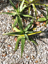 Live Aloe Vera Plant 22" Ø - ships free