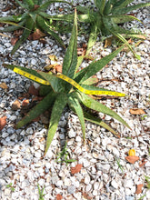 Live Aloe Vera Plant 23" Ø - ships free