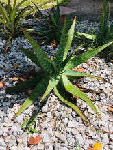 Live Aloe Vera Plant 23" Ø - ships free