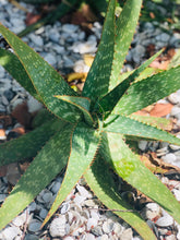 Live Aloe Vera Plant 23" Ø - ships free