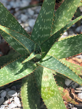 Live Aloe Vera Plant 23" Ø - ships free