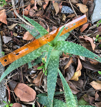 Live Aloe Vera Plant 12" Ø - ships free