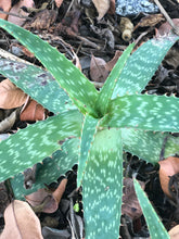 Live Aloe Vera Plant 12" Ø - ships free