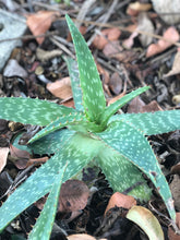 Live Aloe Vera Plant 12" Ø - ships free