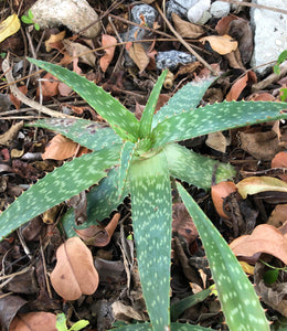 Live Aloe Vera Plant 12" Ø - ships free