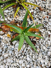 Live Aloe Vera Plant 12" Ø - ships free