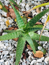 Live Aloe Vera Plant 12" Ø - ships free