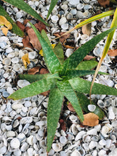 Live Aloe Vera Plant 12" Ø - ships free