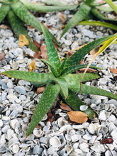 Live Aloe Vera Plant 12" Ø - ships free